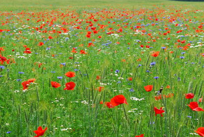 Close-up of poppy flowers in field