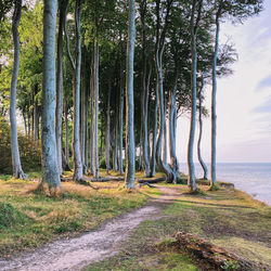 Scenic view of trees in forest