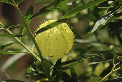 Close-up of plant growing outdoors