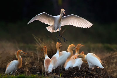 Cattle egret birds on field