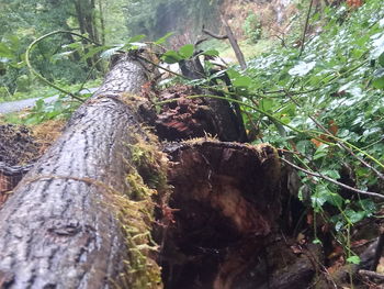 Close-up of lizard on tree trunk in forest