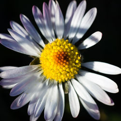 Close-up of white daisy flower