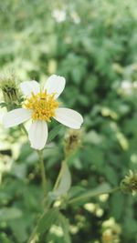 Close-up of flower blooming outdoors