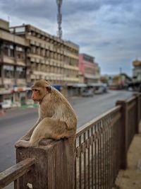 Monkey sitting on railing against buildings in city