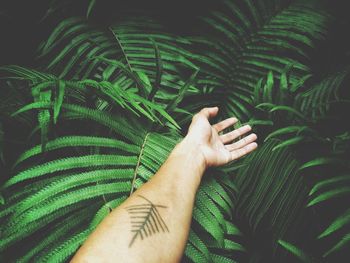 Close-up of hand holding leaf