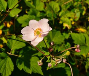 Close-up of white flowering plant