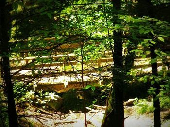 Plants growing on tree trunk