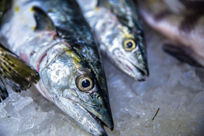 Close-up of fish for sale