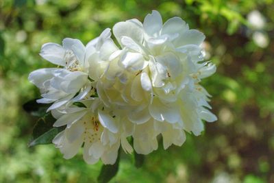 Close-up of white flowers blooming