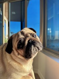pug