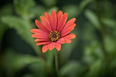 Close-up of red flower blooming outdoors