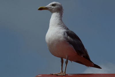 Close-up of bird perching against sky