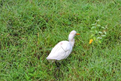 High angle view of duck on field