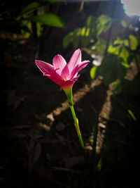 Close-up of pink flower
