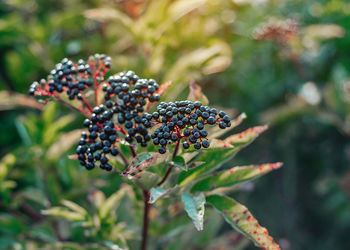 Close-up of berries growing on plant