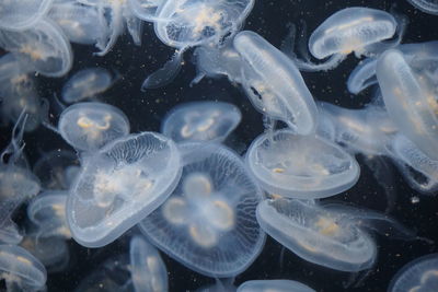 Close-up of jellyfish