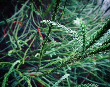 Close-up of plant