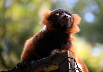 Close-up of a monkey looking away