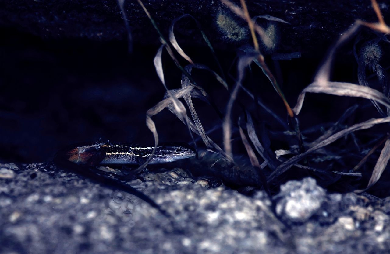 darkness, macro photography, blue, nature, no people, selective focus, close-up, leaf, animal, animal themes, black, land, outdoors, animal wildlife, one animal, wildlife, plant