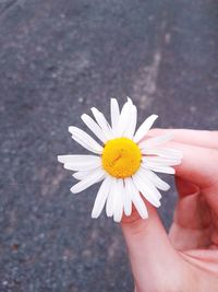 Close-up of woman hand holding flower