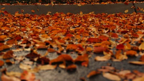 Full frame shot of dry leaves during autumn