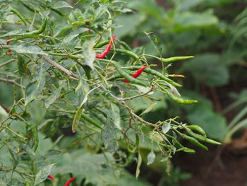 Close-up of fresh fruits on tree