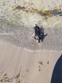 High angle view of dog on beach