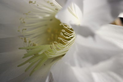 Close-up of white flower