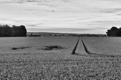 landscape