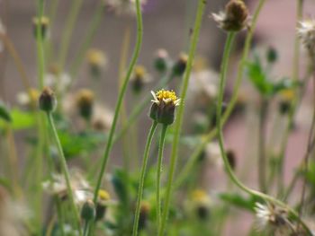 Close-up of flowering plant on field