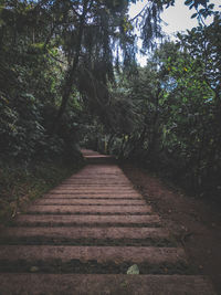 Footpath amidst trees in forest