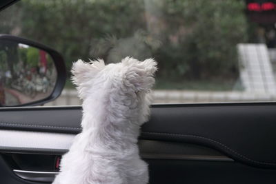 Dog looking through car windshield