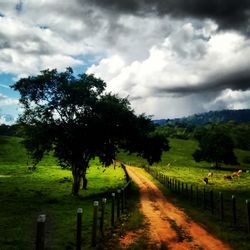 Trees on field against sky