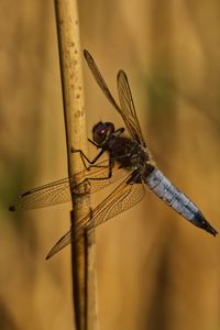 Close-up of dragonfly on twig