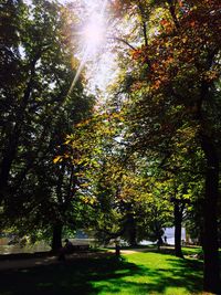 Trees in park