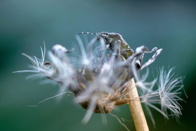 Close-up of wilted plant