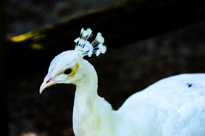 Close-up of a bird