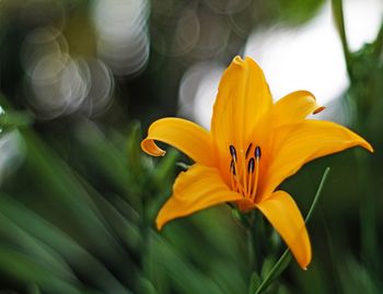 Close-up of yellow flowering plant