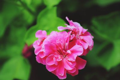 Close-up of pink flowers