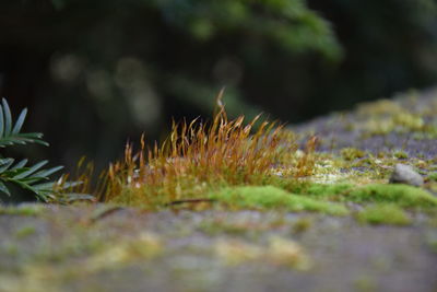 Close-up of moss growing on field