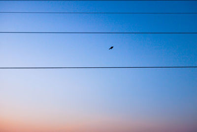 Low angle view of birds flying against blue sky