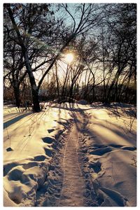 Bare trees on snow covered land against bright sun