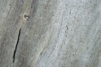 Close-up of leaf