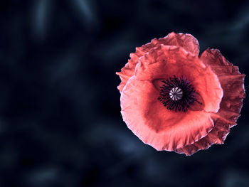 Close-up of red poppy