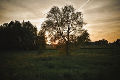 Trees on field against sky at sunset