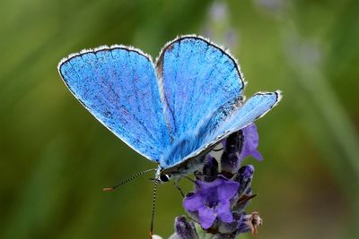 Close-up of butterfly on purple flower