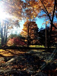 Trees in park