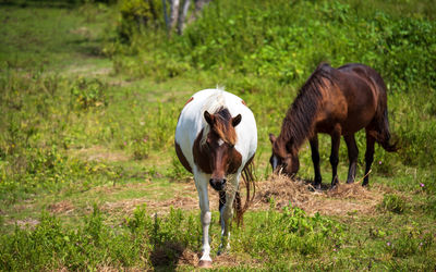 Horses grazing in a field