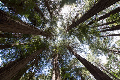 Low angle view of trees against clear sky