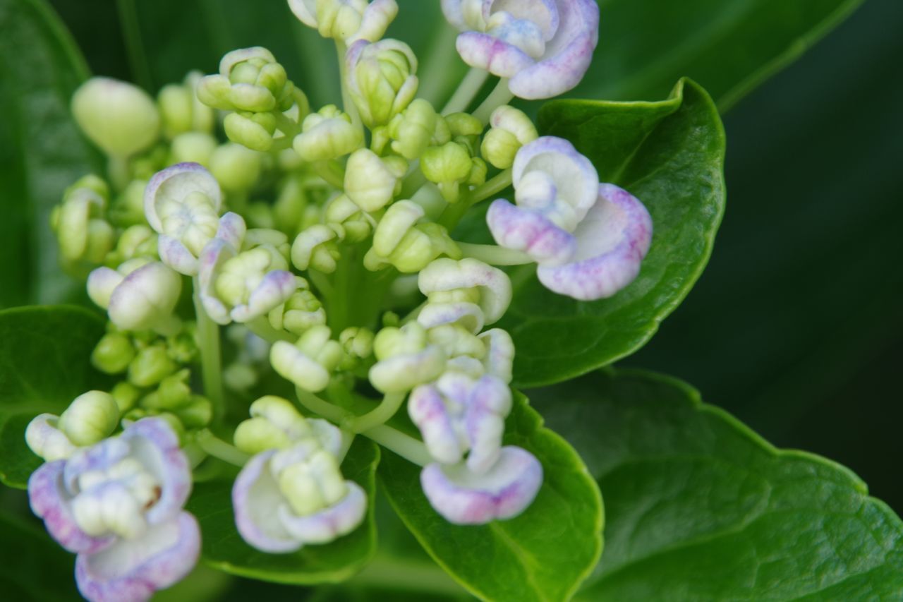 flower, freshness, fragility, growth, petal, beauty in nature, flower head, close-up, plant, purple, nature, focus on foreground, leaf, green color, blooming, bud, selective focus, in bloom, hydrangea, new life, day, no people, beginnings, outdoors, botany, blossom, pink color, green, growing, tranquility